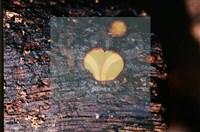 登錄號:F0016860藏品圖，第3張