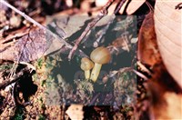 登錄號:F0016861藏品圖，第4張