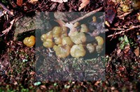 登錄號:F0016861藏品圖，第5張