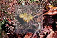 登錄號:F0016861藏品圖，第6張