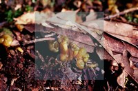 登錄號:F0016861藏品圖，第7張