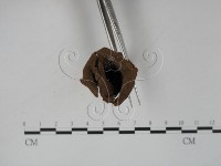 登錄號:F0016864藏品圖，第3張