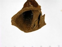 登錄號:F0016864藏品圖，第4張