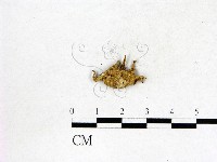 地星屬藏品圖，第3張
