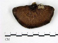 登錄號:F0016866藏品圖，第3張