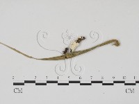 登錄號:F0016867藏品圖，第1張