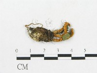 登錄號:F0016868藏品圖，第1張