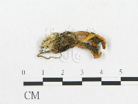 登錄號:F0016868藏品圖，第3張