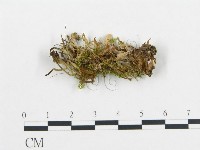 登錄號:F0016869藏品圖，第1張