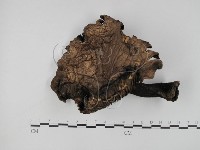 登錄號:F0016870藏品圖，第1張