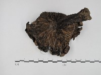 登錄號:F0016870藏品圖，第3張