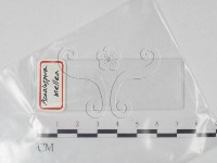 登錄號:F0016871藏品圖，第1張