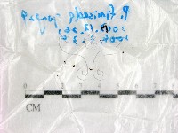 登錄號:F0016883藏品圖，第1張