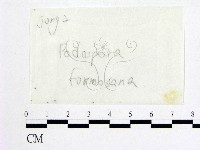 登錄號:F0016885藏品圖，第1張