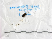 登錄號:F0016887藏品圖，第1張