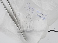 登錄號:F0016903藏品圖，第1張