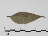 登錄號:F0016905藏品圖，第1張