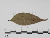 登錄號:F0016905藏品圖，第3張