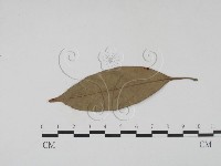 登錄號:F0016906藏品圖，第3張