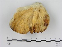 登錄號:F0016918藏品圖，第3張