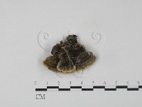 雲芝藏品圖，第3張