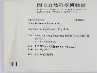 剛毛絲皮菌藏品圖，第2張