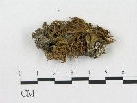 登錄號:F0016922藏品圖，第1張