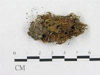 登錄號:F0016922藏品圖，第3張