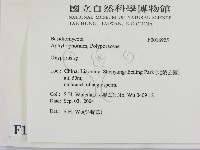 銳孔菌屬藏品圖，第2張