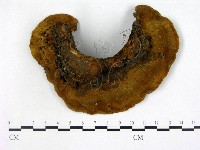 登錄號:F0016926藏品圖，第1張