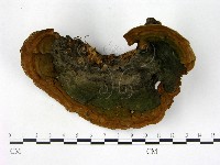 登錄號:F0016926藏品圖，第3張