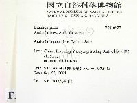 毛木耳藏品圖，第2張