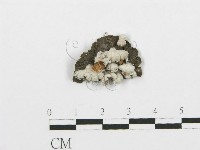 裂褶菌藏品圖，第1張