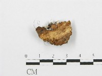 裂褶菌藏品圖，第3張