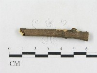 登錄號:F0016931藏品圖，第3張