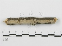登錄號:F0016933藏品圖，第8張