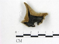 毛木耳藏品圖，第1張