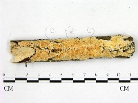 顯絲菌屬藏品圖，第1張