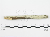 盤革菌屬藏品圖，第1張