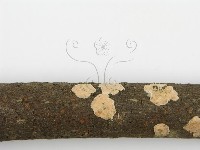 盤革菌屬藏品圖，第6張