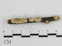 登錄號:F0016942藏品圖，第1張