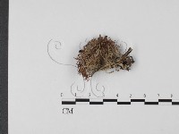 登錄號:F0016947藏品圖，第1張