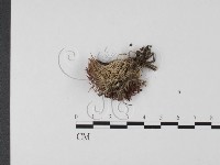 登錄號:F0016947藏品圖，第3張