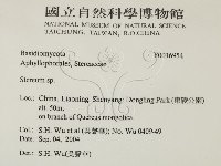 韌革菌屬藏品圖，第2張