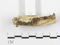 登錄號:F0016956藏品圖，第5張
