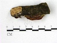 多年臥孔菌屬藏品圖，第3張