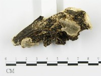 登錄號:F0016961藏品圖，第3張
