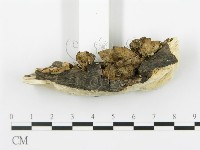 登錄號:F0016961藏品圖，第5張