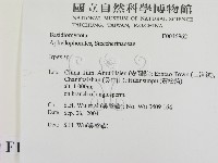 耙菌屬藏品圖，第2張