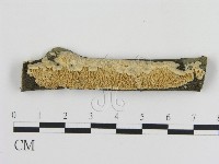 耙菌屬藏品圖，第1張